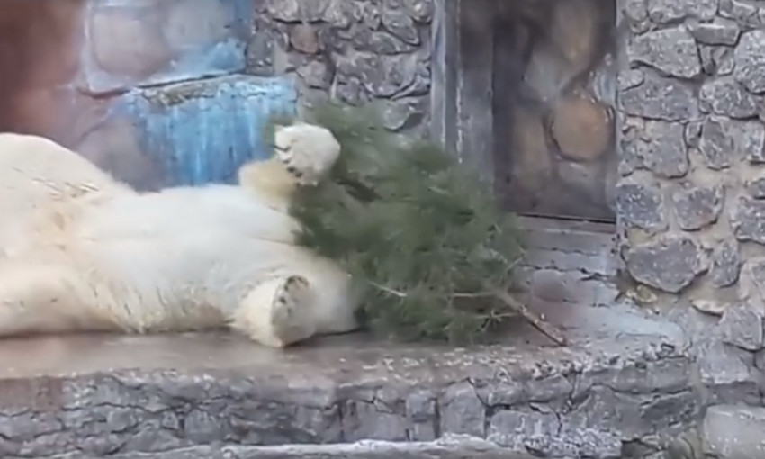Обитатель николаевского зоопарка белый медведь Нанук получил подарок на старый Новый год. Видео