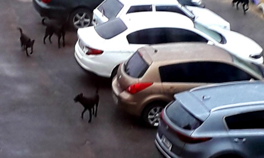 В Николаеве стаи собак разгуливают по детской площадке и парковке 