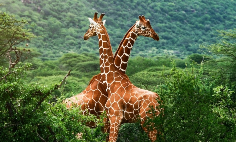 В следующем году в Николаевском зоопарке могут появиться жирафы