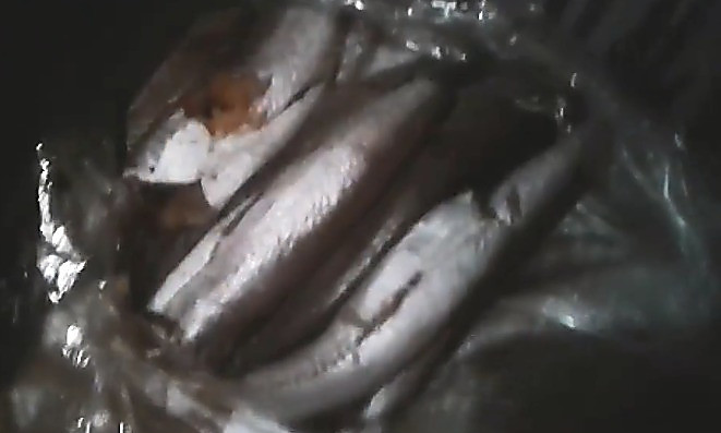 В подвале Первомайского горсовета устроили подпольный супермаркет по продаже свежемороженой рыбы