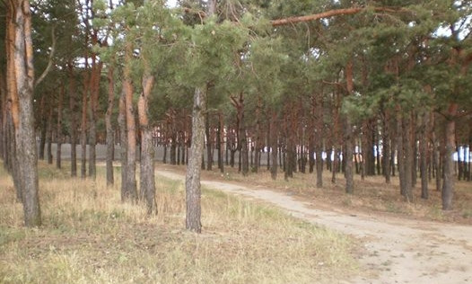 В Николаеве еще один участок леса вырвали из лап частников