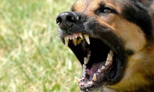 В микрорайоне Соляные бездомная собака напала на членов избирательной комиссии