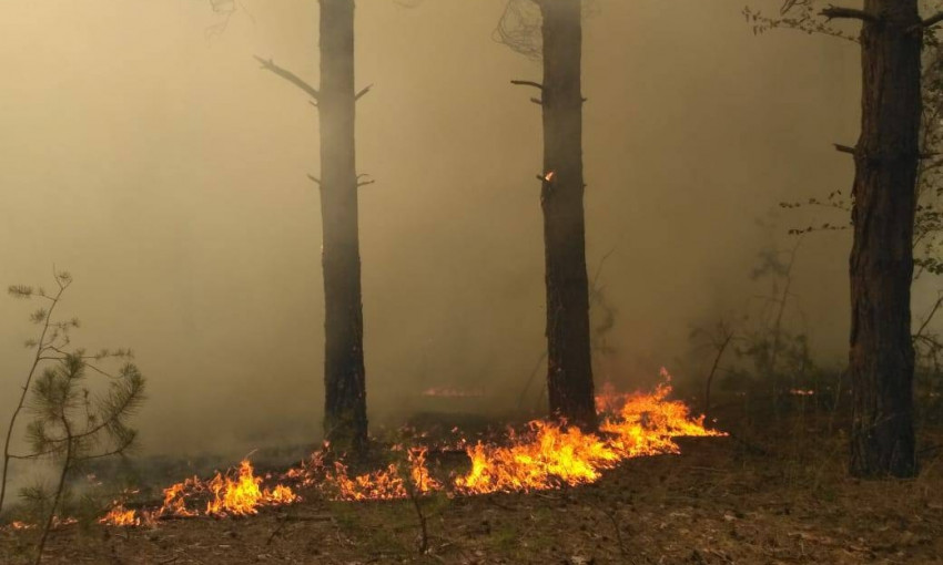 Спасатели ликвидировали пожар лесных массивов в Вознесенском районе 