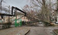 В Николаеве на детский сад упало большое дерево