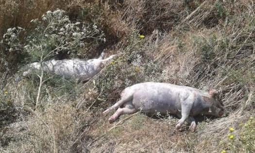 В Баштанском районе на обочине трассы Н-11 обнаружили трупы свиней: подозрение на АЧС