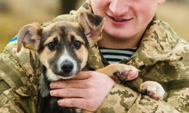 В Николаеве стартовал социальный проект, посвященный бездомным животным
