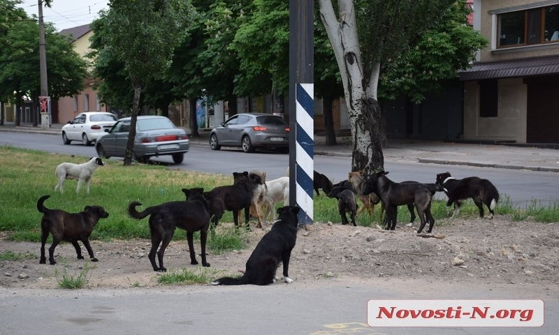 Большинство жителей Николаева высказываются за безвозвратный отлов бродячих собак