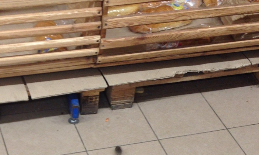 По николаевским супермаркетам спокойно разгуливают мыши