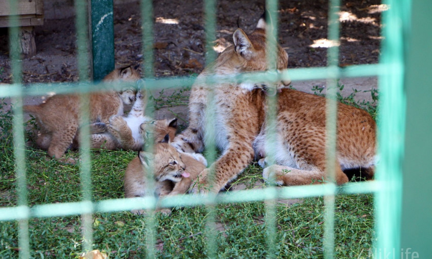 Плюс три: Николаевский зоопарк пополнился игривыми первенцами рысей 