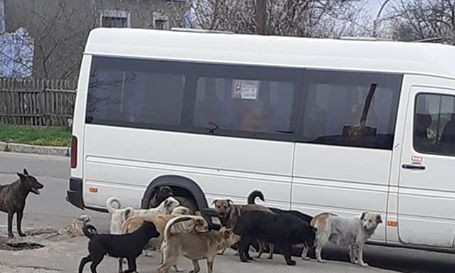 В Николаеве микрорайон атакует стая собак