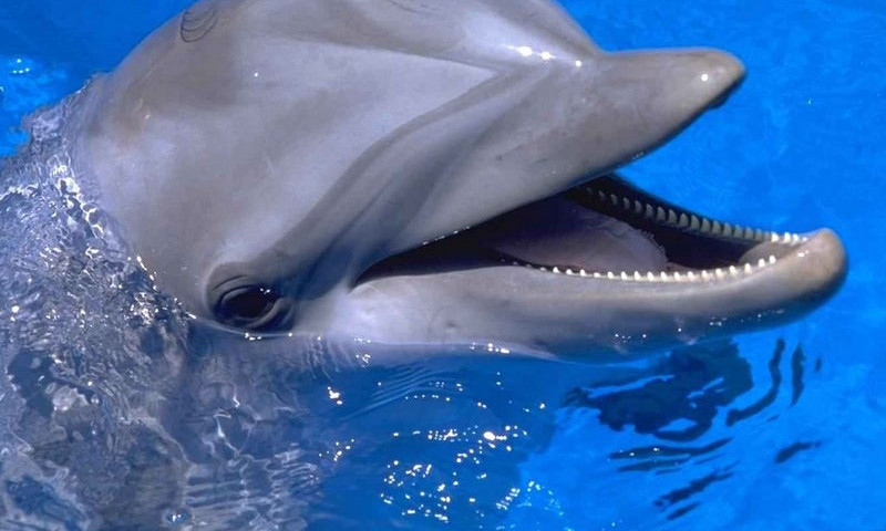 На Кинбурнской косе будут проводить мониторинг дельфинов