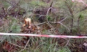 В николаевских парках злоумышленники начали рубить елки