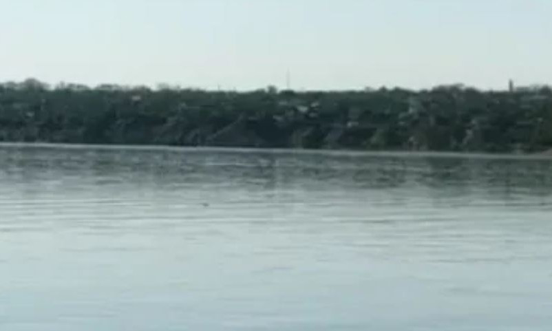 В Николаеве в районе Яхт-клуба увидели дельфинов 