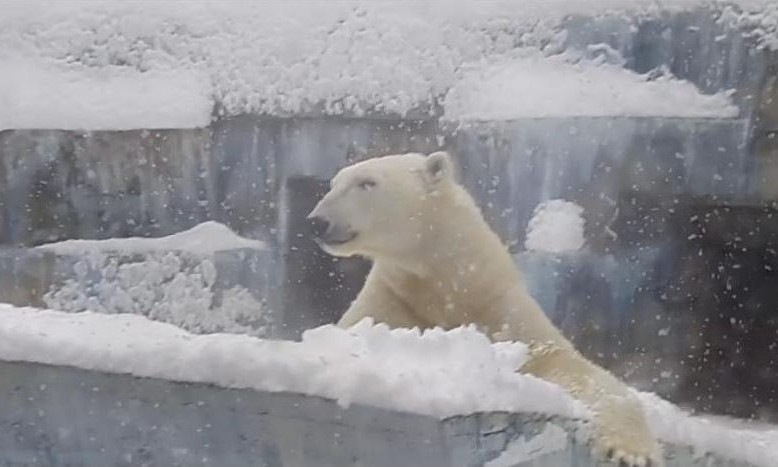 Питомцы Николаевского зоопарка радуются выпавшему снегу