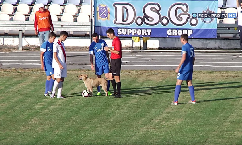 Матч «Судостроителя» трижды прерывала собака, которая очень хотела играть в футбол и выбегала на поле