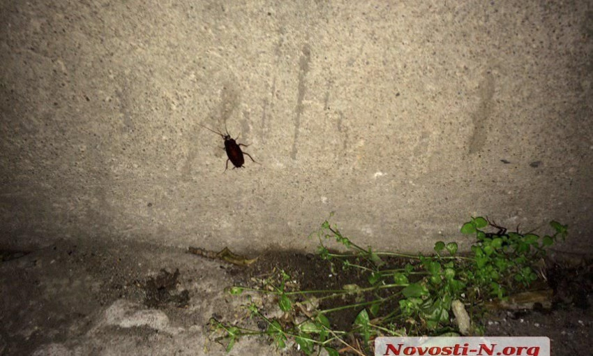 Жители Николаева жалуются на нашествие в их квартиры тараканов и других насекомых