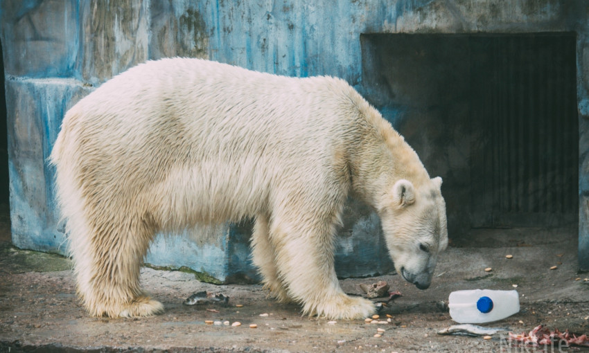 С подарками и детским вниманием николаевский белый медведь Нанук отпраздновал свое шестилетие