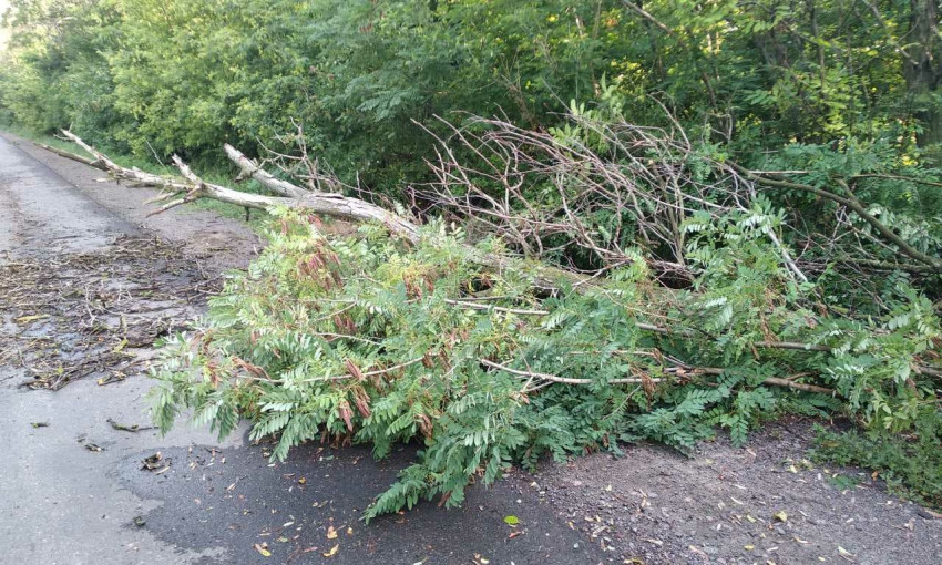 В Арбузиновском районе спасатели оказали помощь в уборке дерева с проезжей части