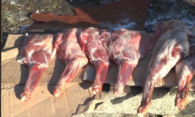 На Намыве птицы едят мясо, которое продают николаевцам «с картонки»