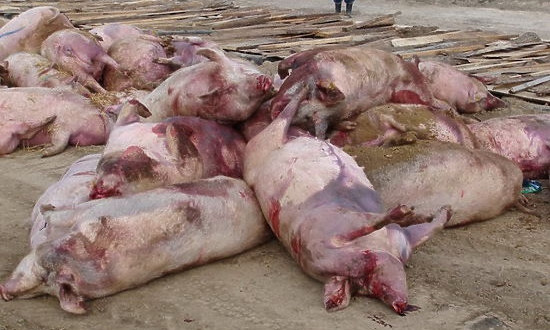 На Николаевщине зафиксирован очередной случай гибели животных от Африканской чумы