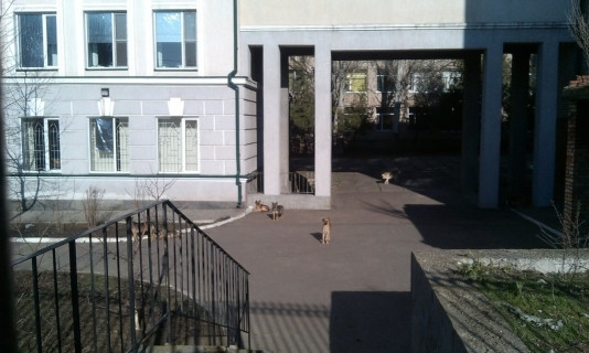 Жительница Николаева заявила, что на нее напали собаки, живущие в школе