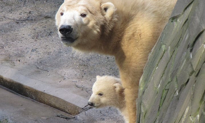 Николаевский зоопарк: первый выход в свет белого медвежонка Нанука