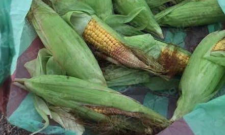 На Николаевских полях воруют кукурузу