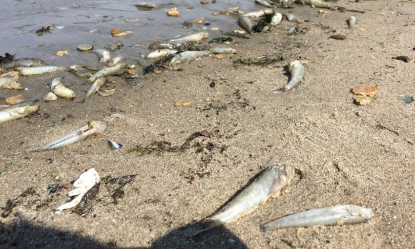 В акватории Южного Буга массовая гибель рыбы