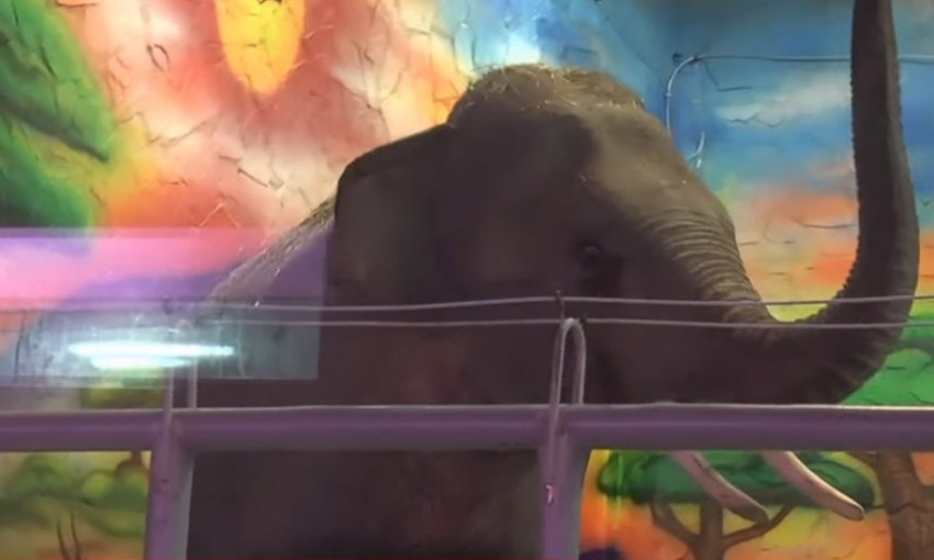 Спустя 10 лет в зоопарке Николаева снова есть слоны: как встретили Шанти и Динкара