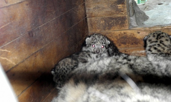 В Николаевском зоопарке родились трое снежных барсиков