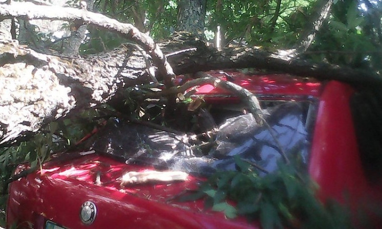 В Николаеве упало дерево на автомобиль "Шкода"