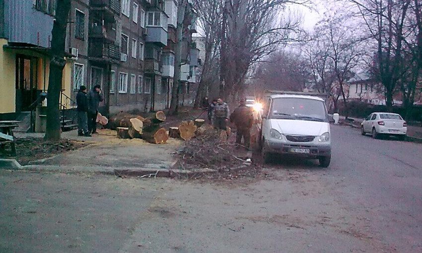 Николаевского предпринимателя обвинили в том, что он незаконно спилил дерево