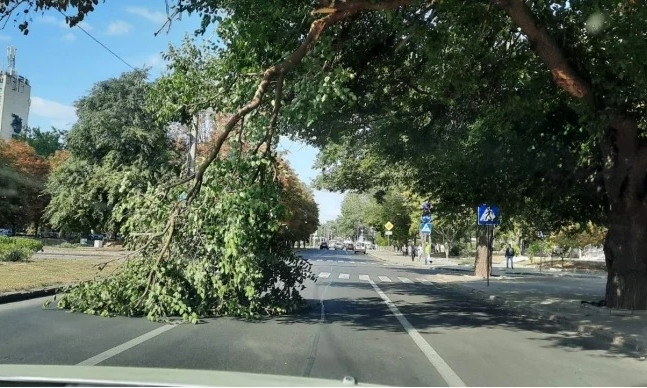 В Николаеве на садовой на проезжую часть упала часть дерева