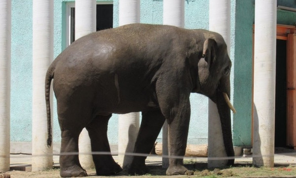 В Николаевском зоопарке отпраздновали юбилей слона Динкара