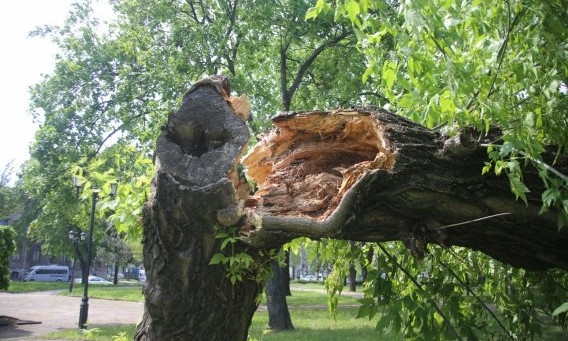 В Николаеве дерево рухнуло на пенсионеров