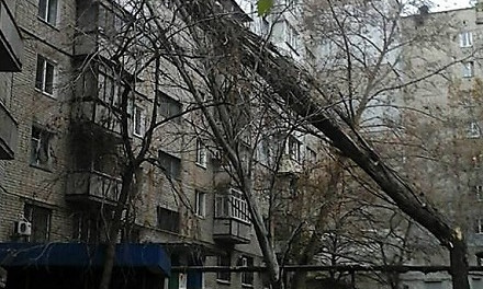 Из-за сильного ветра в Николаеве попадали деревья