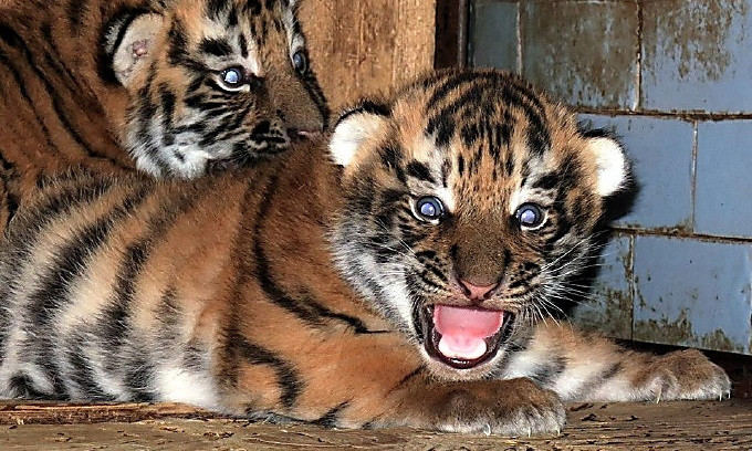 В Николаевском зоопарке родились два новых тигренка