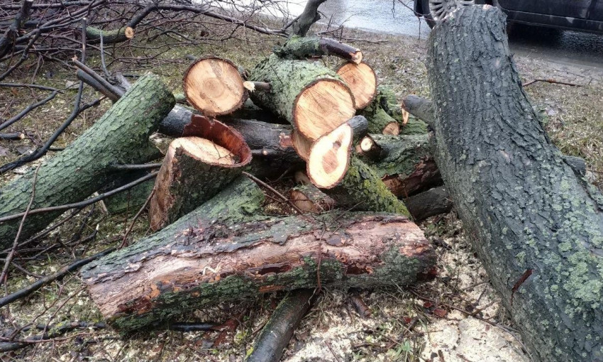 Ущерб почти на 47 тысяч гривен - на Николаевщине от рук "черных лесорубов" пострадали 4 вяза
