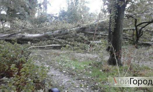 Николаевцы уже 3-й день ждут, чтобы коммунальщики убрали рухнувшее возле их дома дерево
