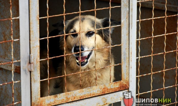 Утилизация трупов бездомных собак обошлась Николаеву в 143 тысячи гривен