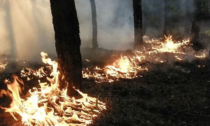 Ночью на Николаевщине горел лес, - подожгли неизвестные