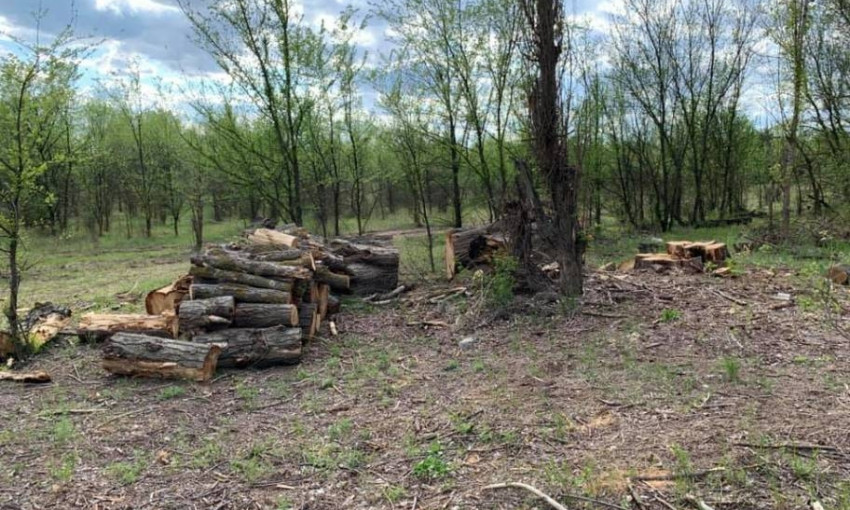 На Николаевщине лесники пилят дубы под предлогом плановой чистки леса