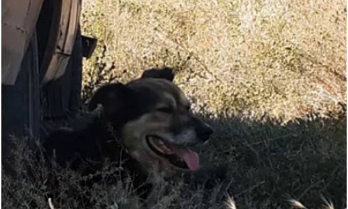 Каждая жизнь имеет значение: николаевские патрульный спас «рядового Собакена»