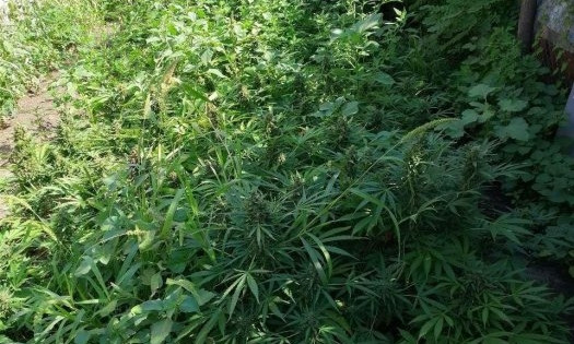 На Николаевщине полиция изъяла у трех селян 770 растений конопли