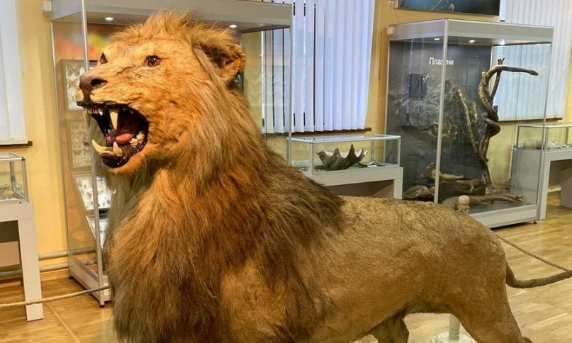 В Николаевском музее рассказали историю льва-великана
