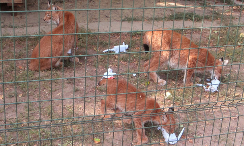 Николаевский зоопарк показал праздничный видеоролик о детях-зверятах