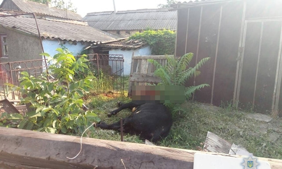 В Снигиревской районе полицейские и местный охотник спасли людей от нападения взбесившегося быка