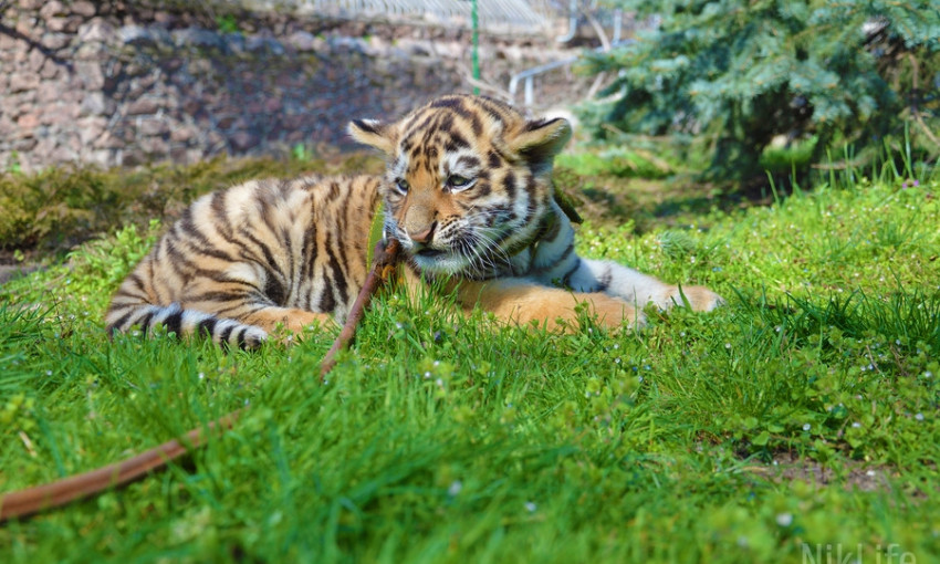 В Николаевском зоопарке очередное пополнение – тигрица Агриппина родила двух малышей