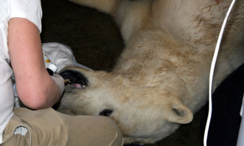 В Николаевском зоопарке прооперировали белого медведя Нанука