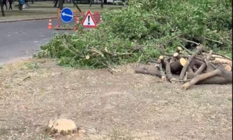 В Николаеве застройщики, по разрешению департамента ЖКХ, спилили здоровые деревья